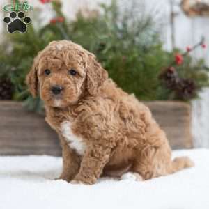 Cinnamon, Mini Labradoodle Puppy